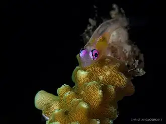 Description de l'image Pinkeye Goby (11019911013).jpg.