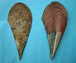 Coquille