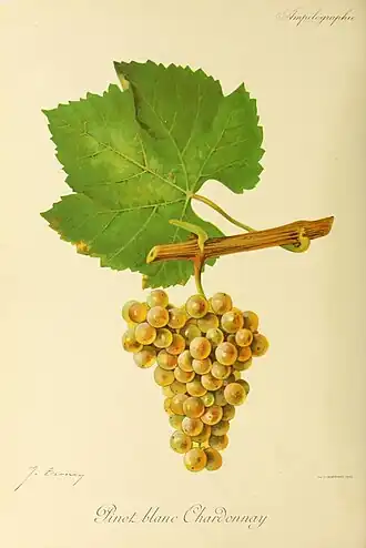 Chardonnay (cépage)