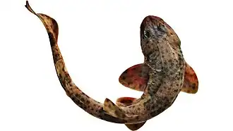 Description de l'image Pintarroja.jpg.