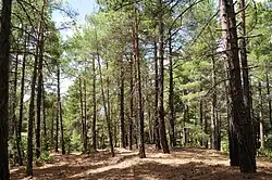 Photo en couleurs d'un forêt de Pin de Calabre