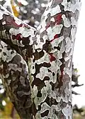Écorce
