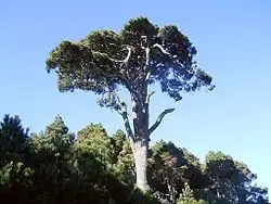 Pinus canariensis.