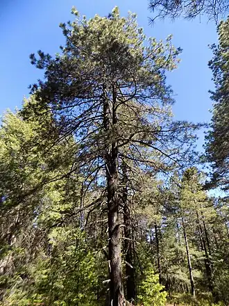 Description de l'image Pinus durangensis, Madera, Chihuahua, Mexico 1.jpg.