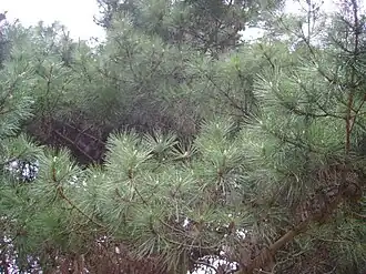 Description de l'image Pinus muricata branches.jpg.