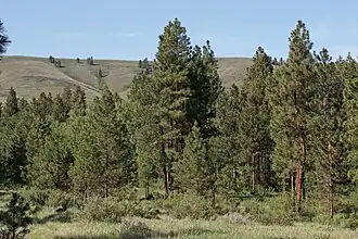 Pin ponderosa