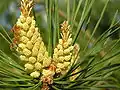 Inflorescences.