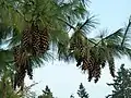 Cônes au jardin botanique VanDusen (en).