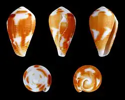 Pionoconus catus