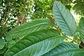 Rameau feuillé de Piper arboreum (cultivé au jardin botanique de Cracovie).
