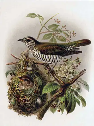 Description de l'image Pipiwharauroa.jpg.