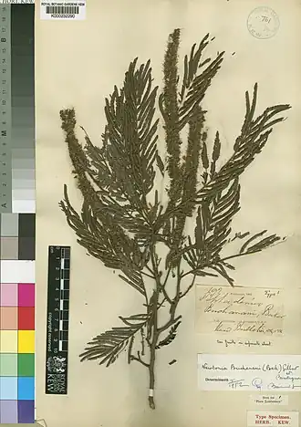 Description de l'image Piptadenia buchananii Baker (K000232290).jpg.