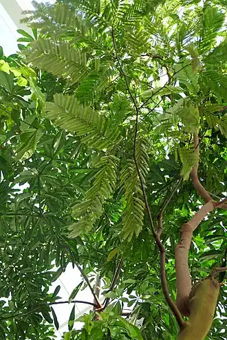Description de l'image Piptadeniastrum africanum-Jardin botanique Meise (3).jpg.