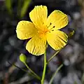 Fleur brévistylée de Piriqueta cistoides subsp. caroliniana dans la zone naturelle de Juno Dunes (Comté de Palm Beach, Floride)