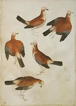 Cinq geais des chênes,Pisanelloaquarelle, plume et encre brune, XVe siècle.