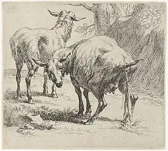 Brebis et Moutons qui pissent.