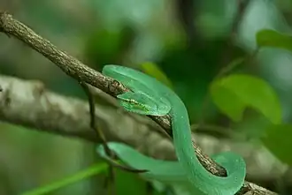 Description de l'image Pit Viper (3678644029).jpg.