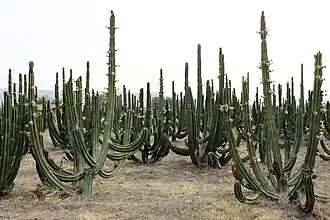 Culture (Jalisco).