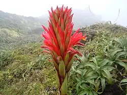 Détail de la hampe florale.