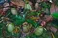 Nepenthes ampullaria