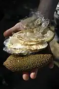 Semences dans un fruit d’Amphilophium crucigerum.