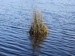 Juncus effusus, (Juncaceae).