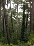 Pins, à Pitsounda.