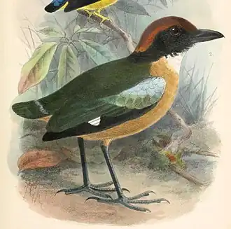 Description de l'image Pitta anerythra 1902.jpg.