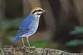 Brève bleue