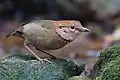 Brève à nuque fauve