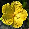 Fleur brévistylée de Piriqueta cistoides subsp. caroliniana dans la zone naturelle de Frenchman's Forest (Comté de Palm Beach, Floride)