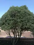 Plante complète