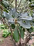 Pittosporum coriaceum