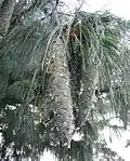 Cônes de Pinus wallichiana.