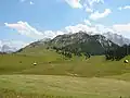 Pâture montagneuse