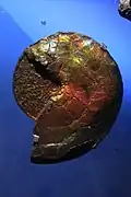 Fossile: ammonite (Ammonoidea) 80 M. années. Nacre opalescente