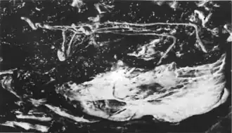 Description de l'image Placentonema gigantissima from Dailey 1985.png.