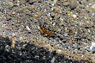 Placida cremoniana
