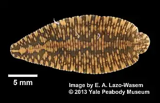 Description de l'image Placobdella parasitica (YPM IZ 065235).jpeg.