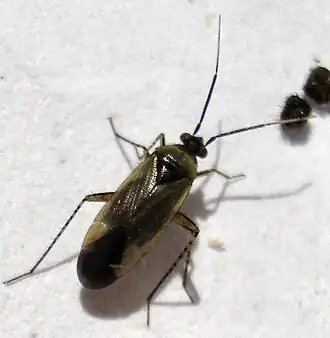 Description de l'image Plagiognathus arbustorum.jpg.