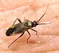 Imago
