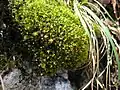 Plagiopus oederianus (Bartramiaceae) en Autriche