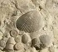Plagiostoma striatum