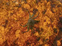 Plagusia squamosa