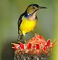 ♂