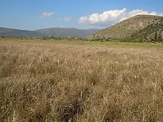Íria (Grèce)