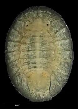 Plakarthrium typicum (Plakarthriidae)