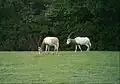Oryx à Planète sauvage (44)