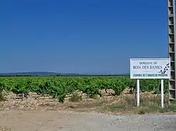 Le vignoble historique de l'abbaye de Prébayon