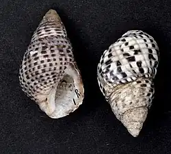 Planaxis sulcatus